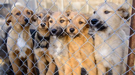 Care animal shelter - 2023 / 2024. Live Release Rates. 94.50%. 92.97%. 91.72%. When the Brevard County Sheriff’s Office assumed responsibility for Animal Services on October 1, 2014, the Live Release Rate for Brevard County had averaged 55% over the preceding five (5) years. With the help of our amazing team, our citizens, rescue groups, volunteers, and all of our ...